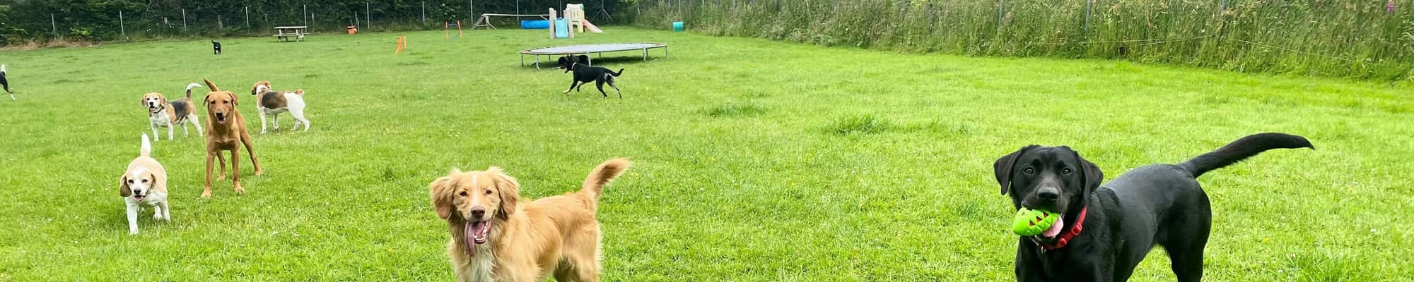 Dogs playing in field in Ruthin