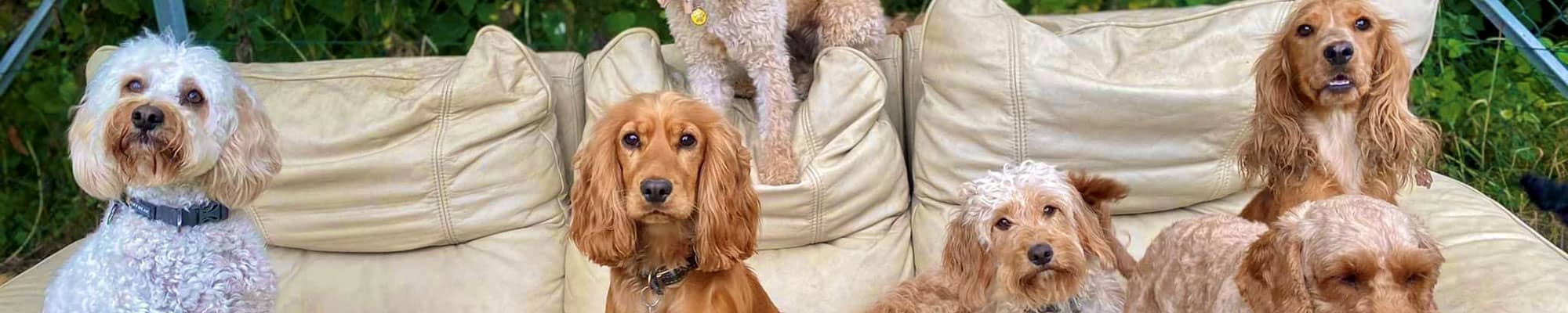 Several dogs sat on outside sofa