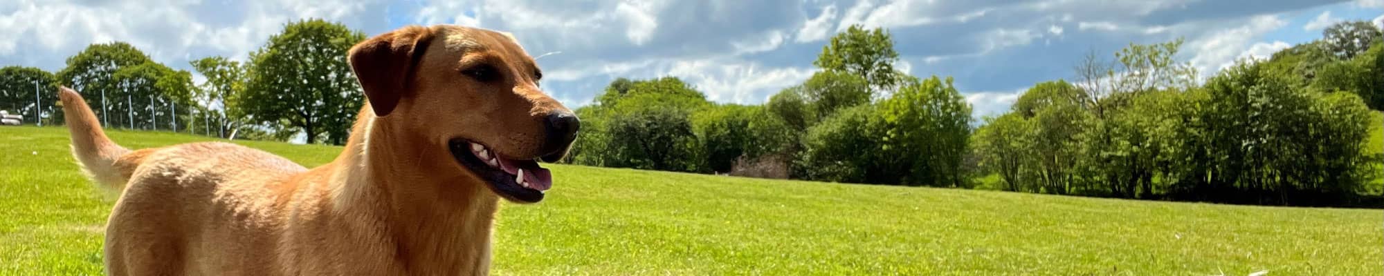 Dog smiling at doggy daycare in Ruthin