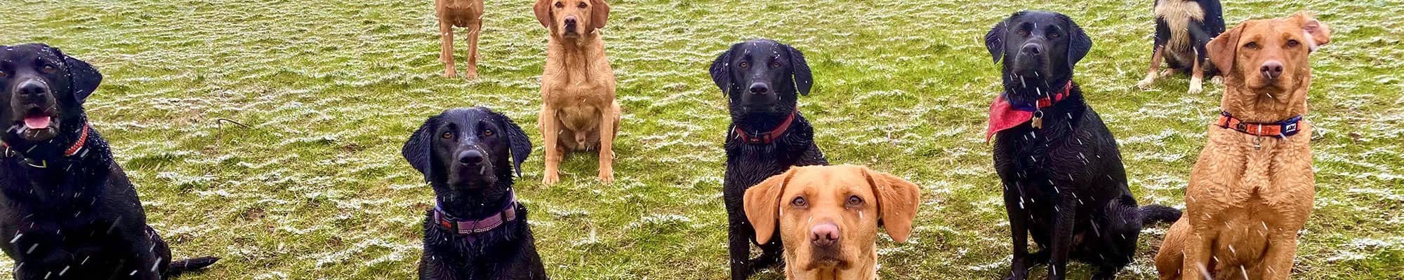 Dogs in snowy field in Ruthin