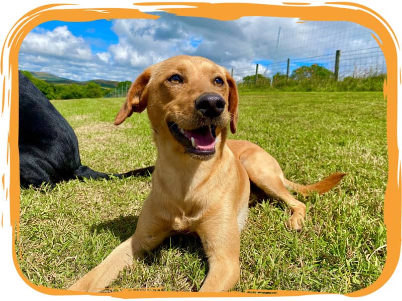 Smiling dog in field