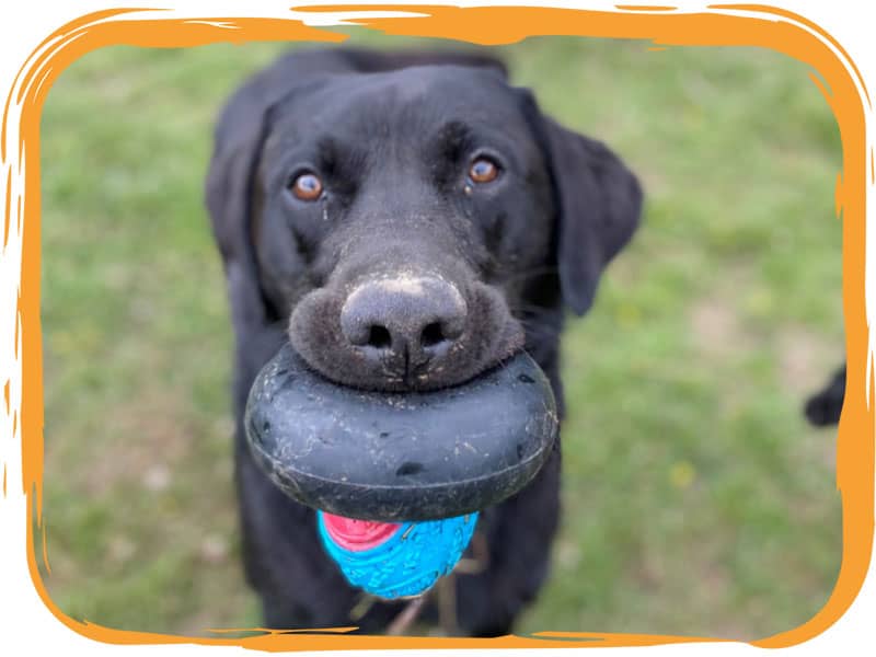 Labrador playing fetch