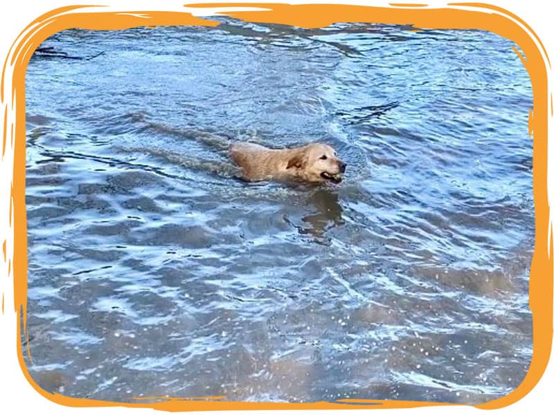 Golden retriever swimming in pond