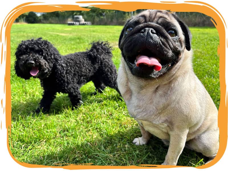 Smiling pug and poodle