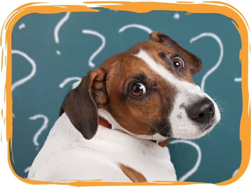 Dog surrounded by question marks